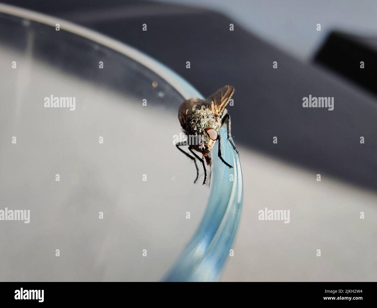 A closeup shot of a small fruit fly on a glass rim Stock Photo