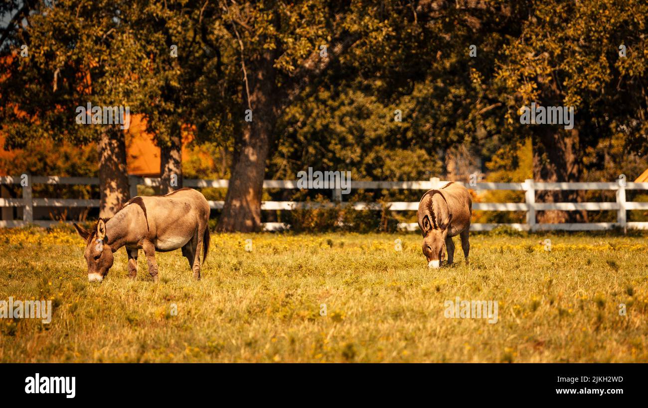 A scenic view of two donkeys grazing in green grass surrounded by fence ...