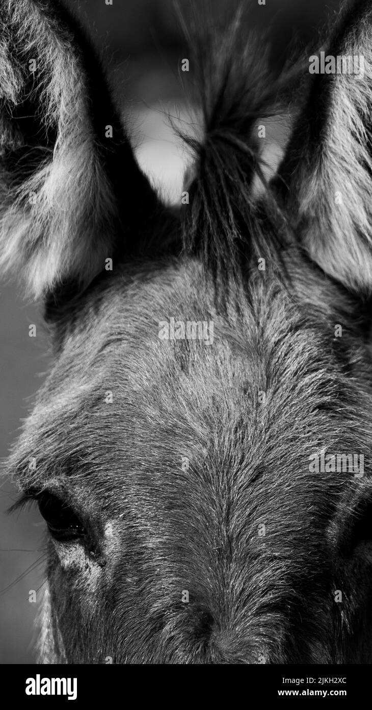 A vertical portrait of a donkey looking at a camera shot in grayscale Stock Photo