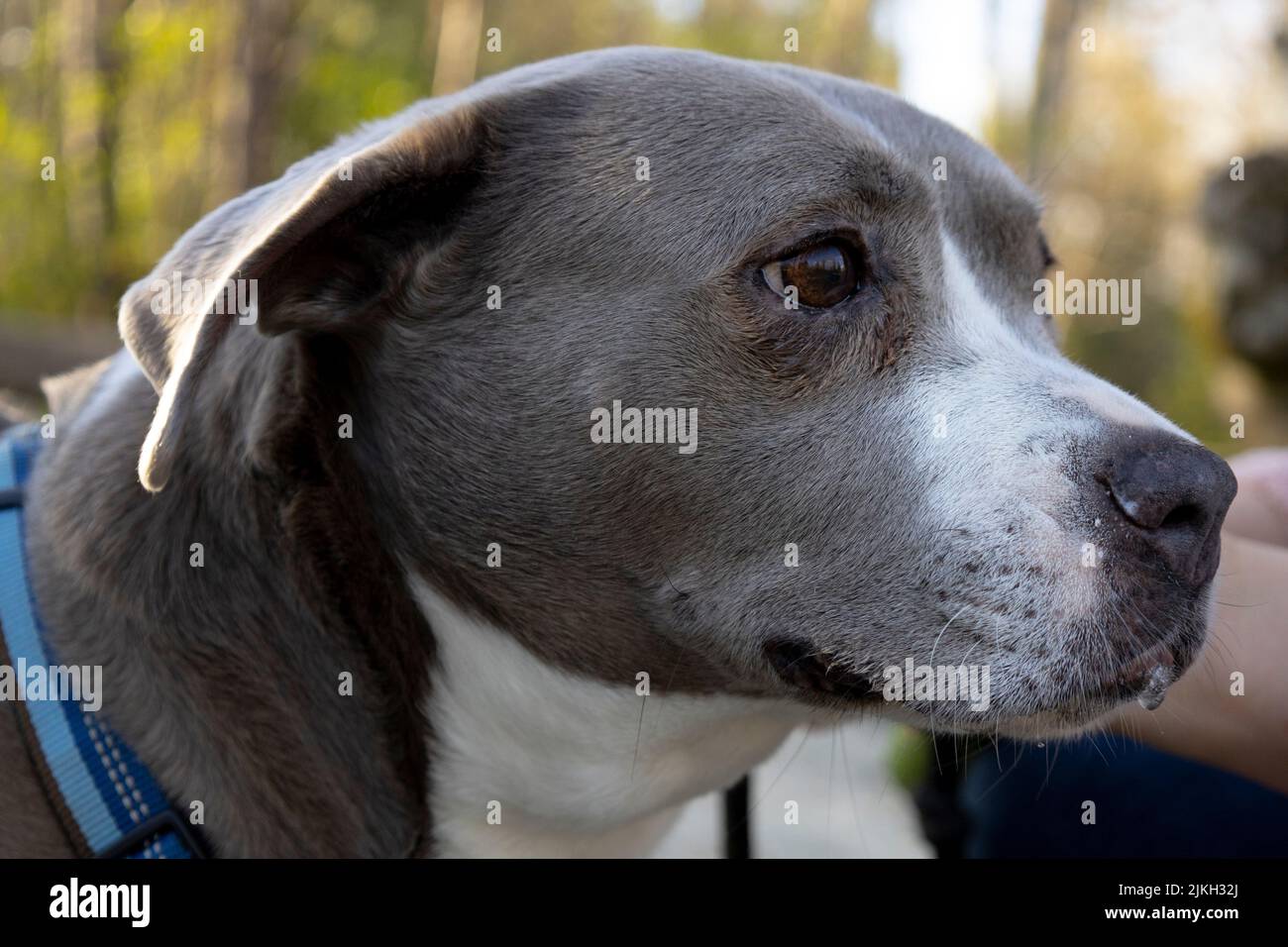 A closeup shot of a beautiful Staffordshire Terrier dog with a blue-collar around its neck Stock Photo
