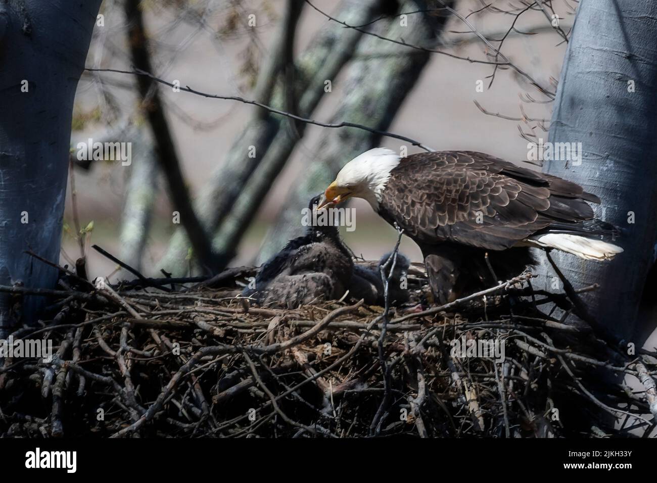 Bald eagle feeding eaglet in nest Stock Photo Alamy