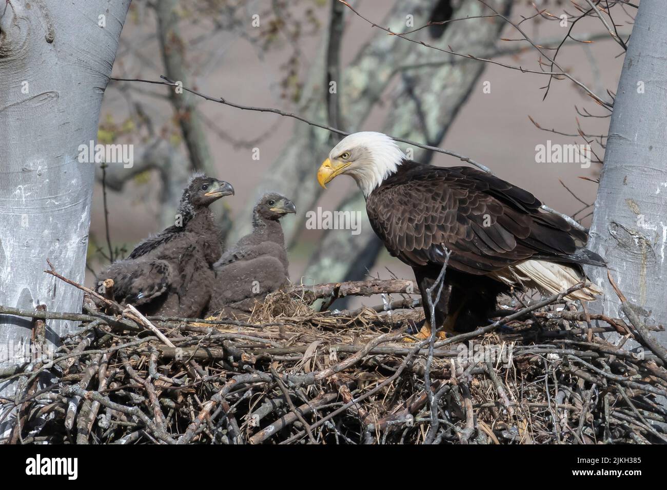 Bald eagle nest hi-res stock photography and images - Alamy