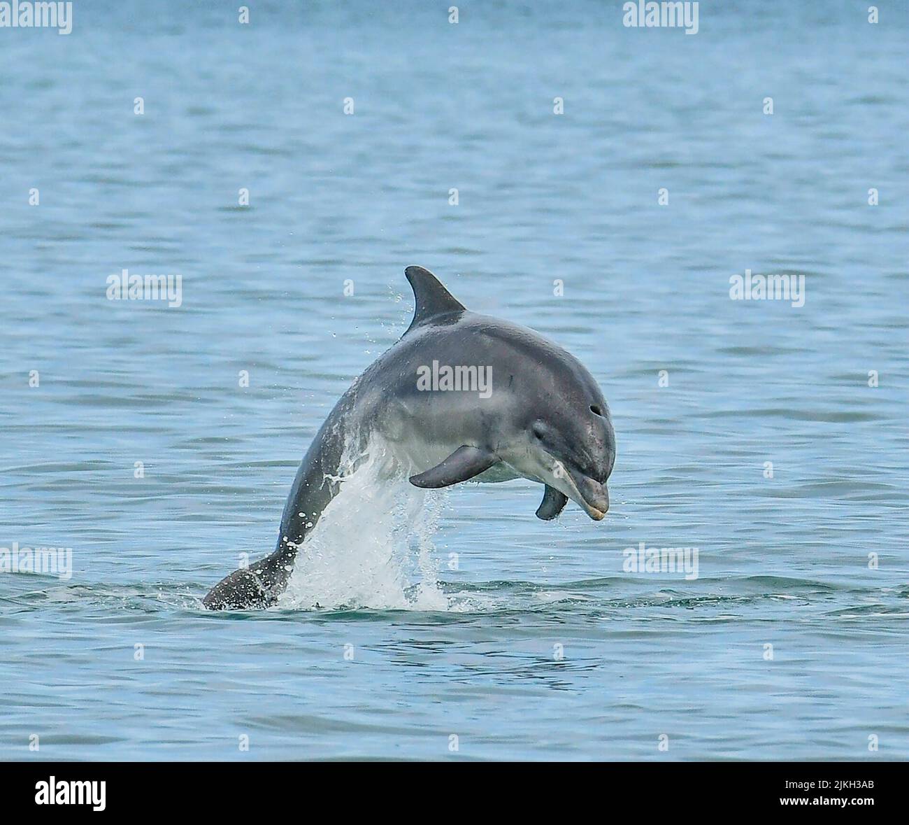 A mother dolphin jumps over her young calf as she teachers her to jump. Wales, UK: STUNNING IMAGES show a mother dolphin training her baby by jumping Stock Photo