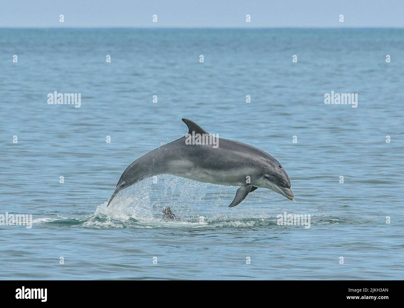 The calf pops its head up to see mummy jump. Wales, UK: STUNNING IMAGES show a mother dolphin training her baby by jumping five feet out of the water Stock Photo