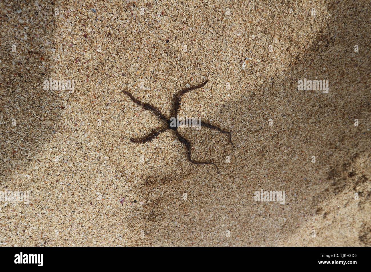 A closeup of Ophiocomina nigra, commonly known as the black brittle star or black serpent star. Stock Photo