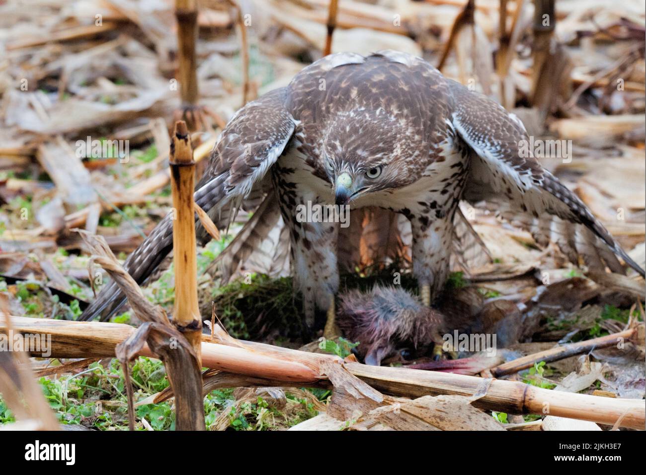 Red Tailed Hawk protecting his kill Stock Photo Alamy
