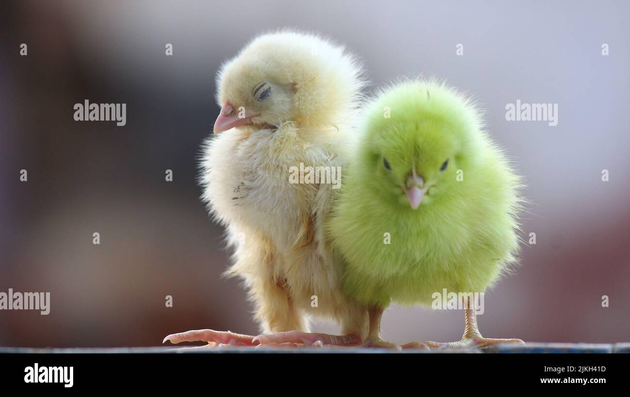 A closeup shot of yellow and green chicks on blurred background Stock Photo