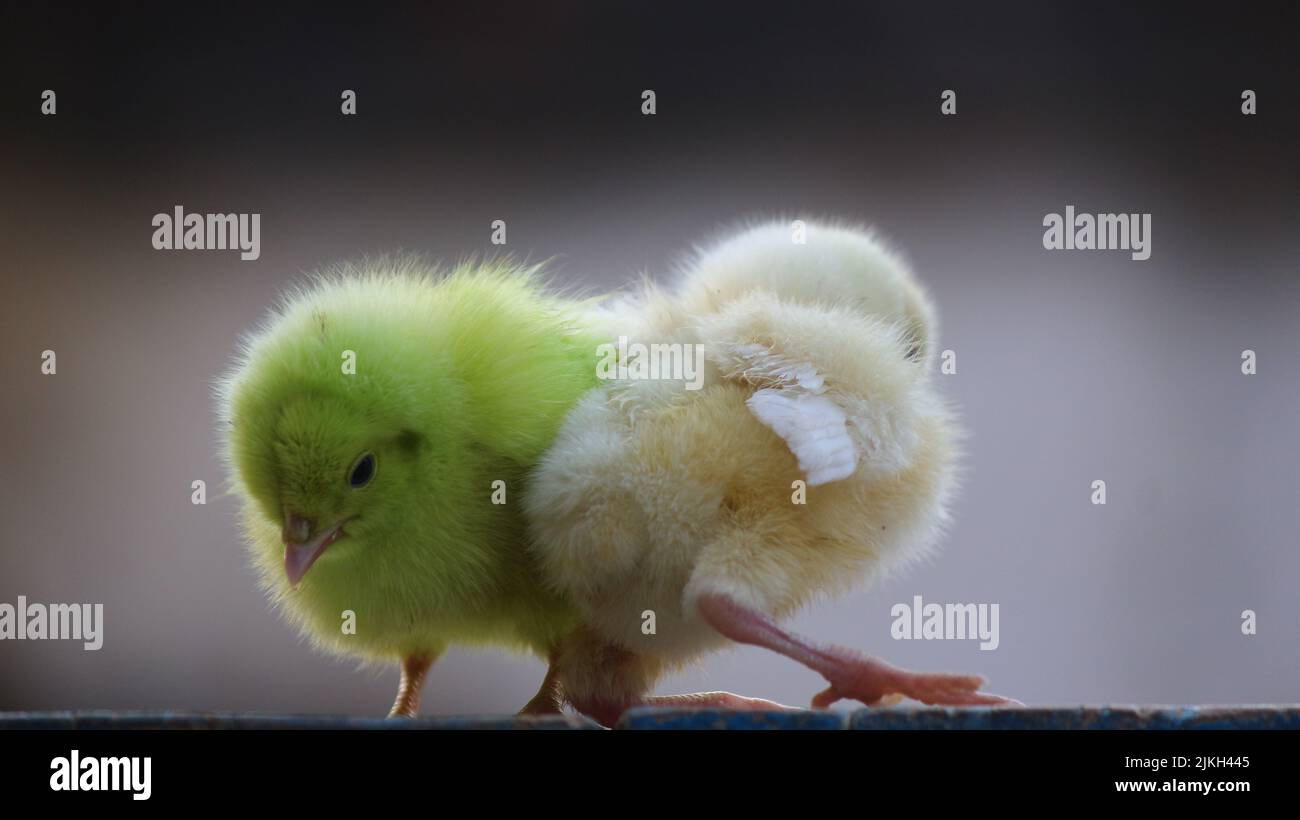 A closeup shot of yellow and green chicks on blurred background Stock Photo