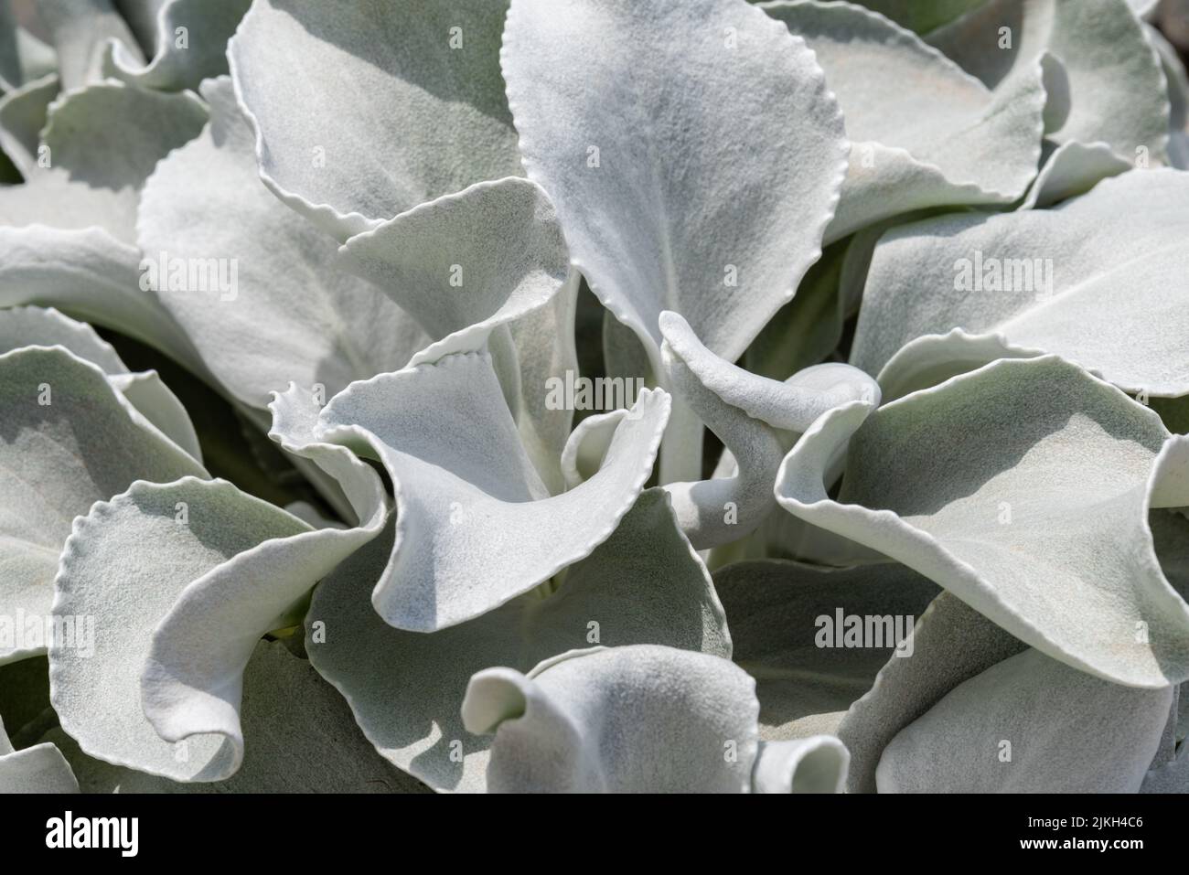 The beautiful angel wings (senecio candicans) in the garden on a sunny day Stock Photo