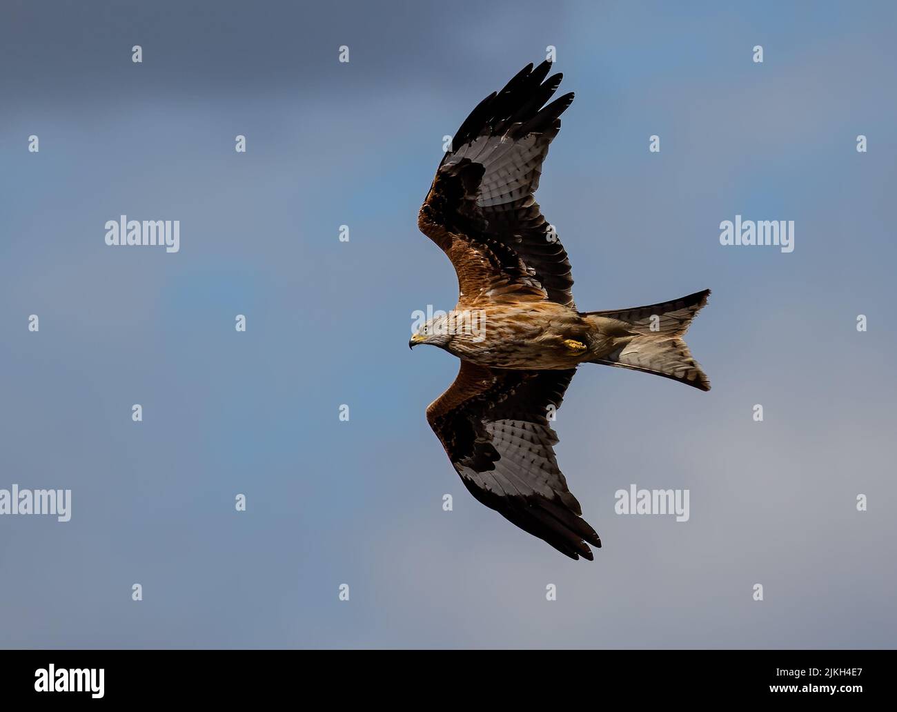 A lowangle shot of a Red Kite bird flying with wide opened wings in a