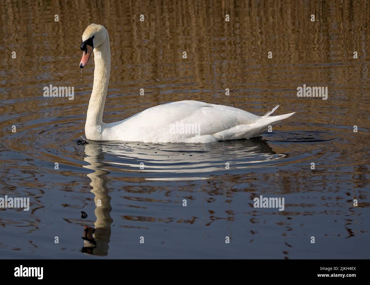 A graceful white swan floating in the lake Stock Photo - Alamy