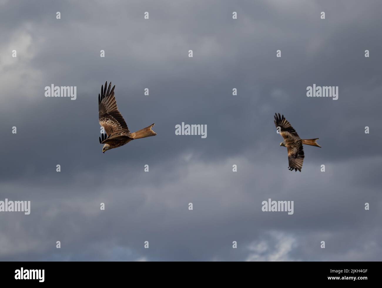 A low-angle shot of two Red Kite birds flying together in the cloudy sky Stock Photo