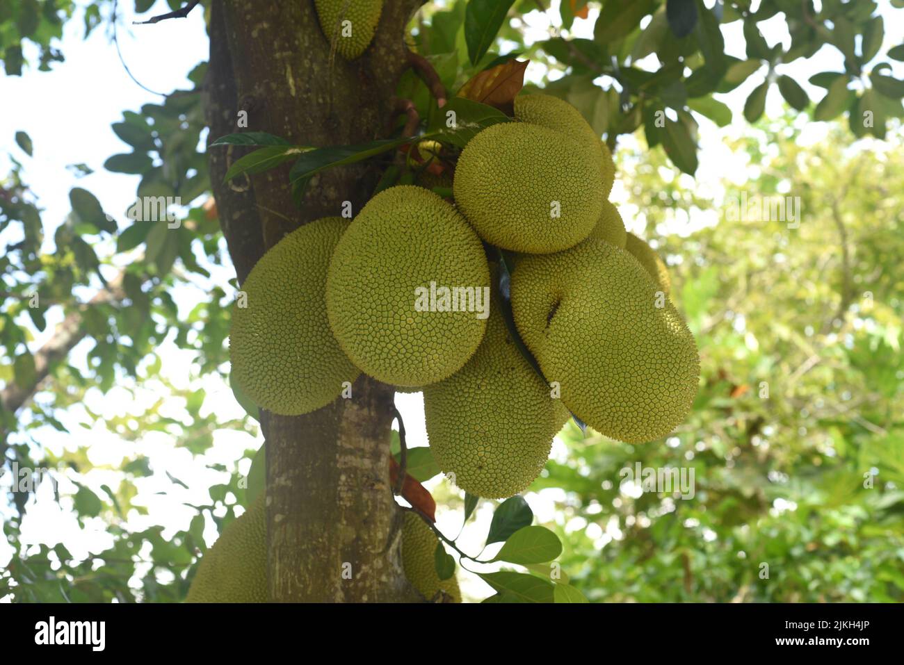 Raceme of jackfruit on jack tree in Vietnam Stock Photo Alamy