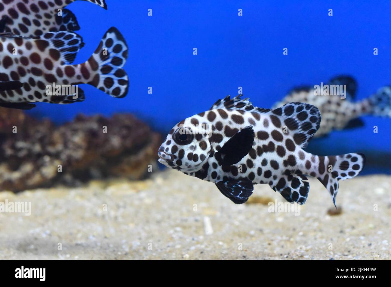 The harlequin sweetlips fish in an aquarium closeup Stock Photo