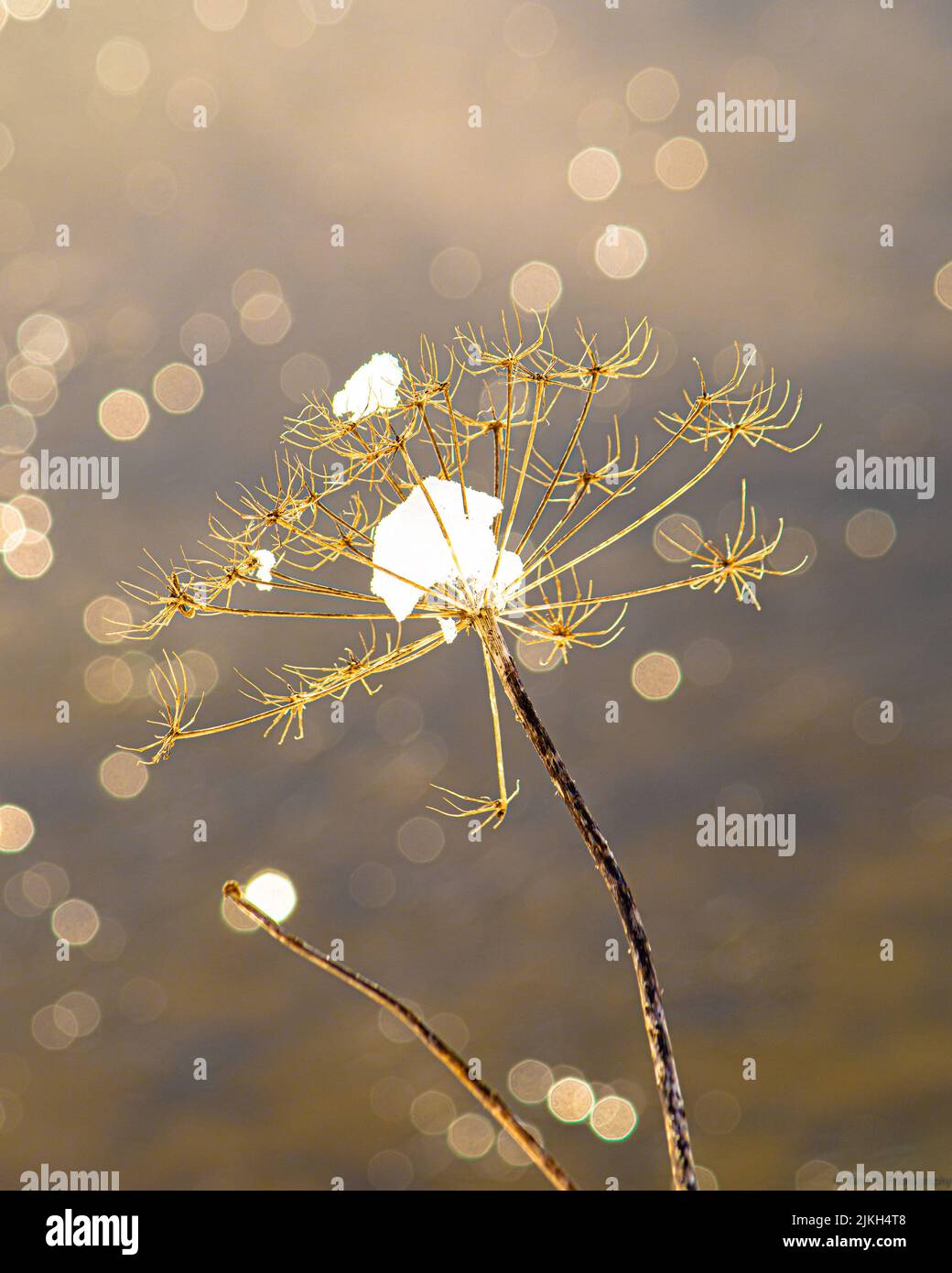 A vertical closeup shot of a withered dandelion against the blurry bokeh lights Stock Photo