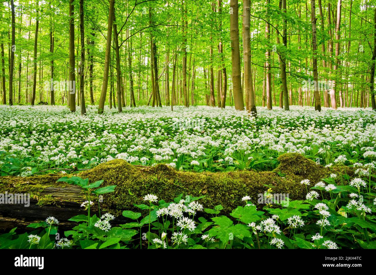 Blühender Bärlauch in den Wäldern am Oberrhein Stock Photo
