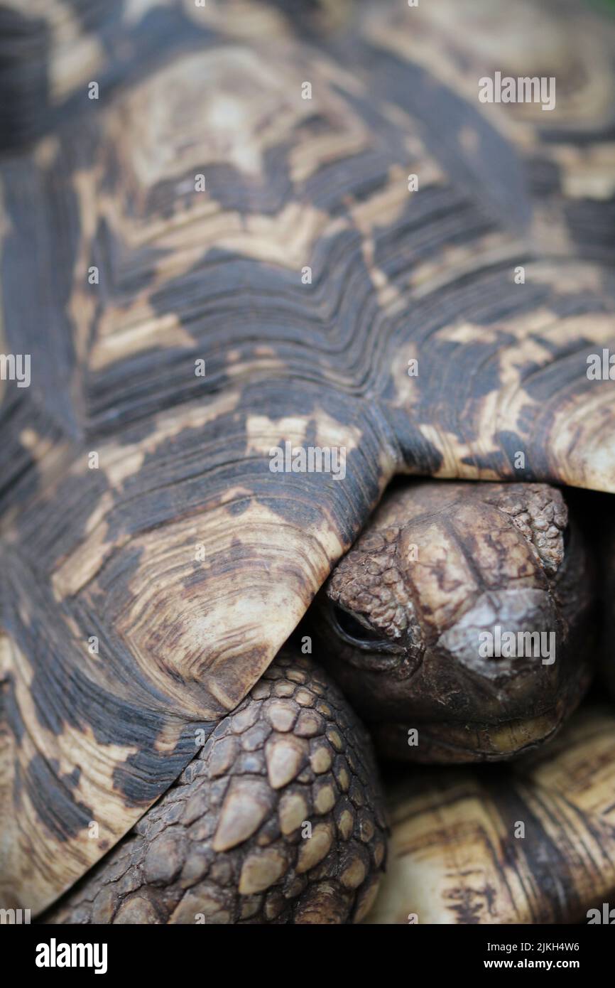 A vertical shot of a beautiful turtle on the blurry background Stock Photo