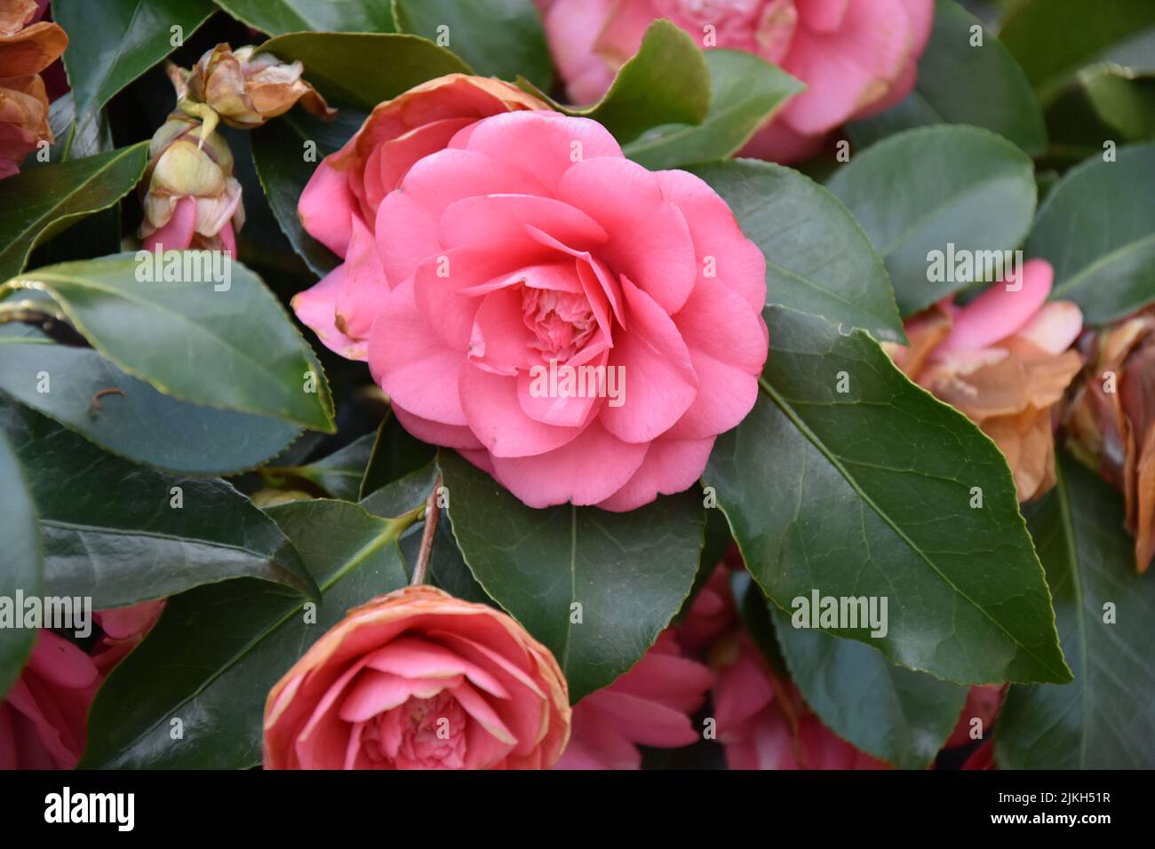 A beautiful vibrant pink Japanese Camellia flowers Stock Photo
