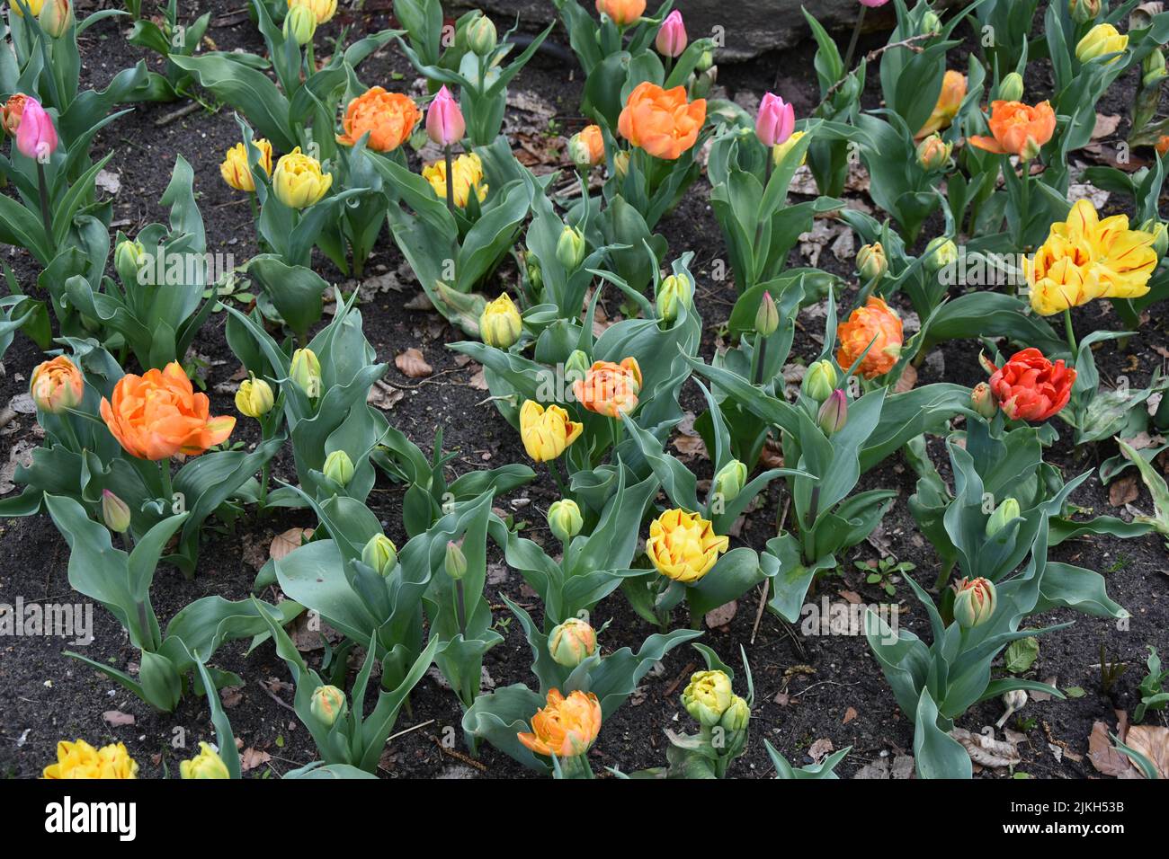 A field of colorful tulips Stock Photo - Alamy