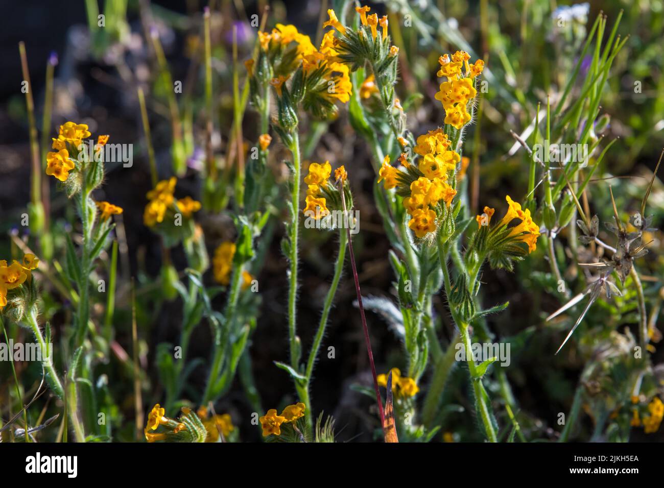 A closeup shot of orange wildflowers of California in sunny weather Stock Photo