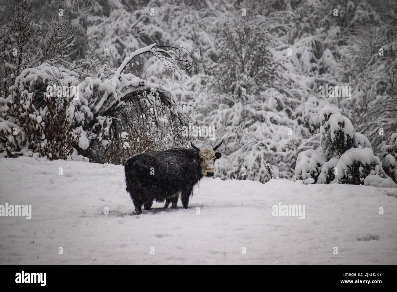 A black Domestic yak on a snowy land with heavy snow covered trees Stock Photo