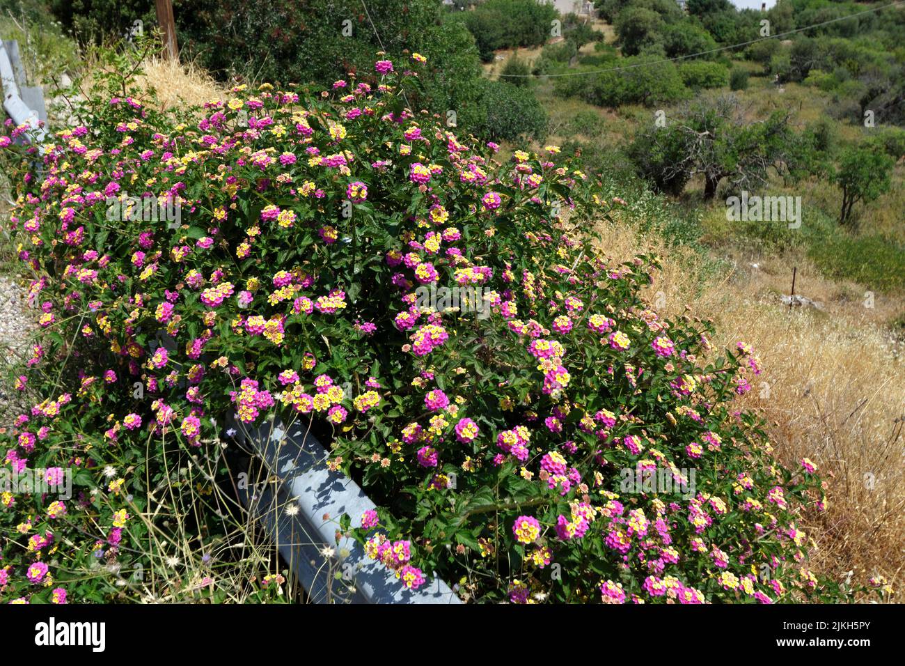 Plants at side of road, Livadia, Tilos, Dodecanese Islands, Southern Aegean, Greece. Stock Photo