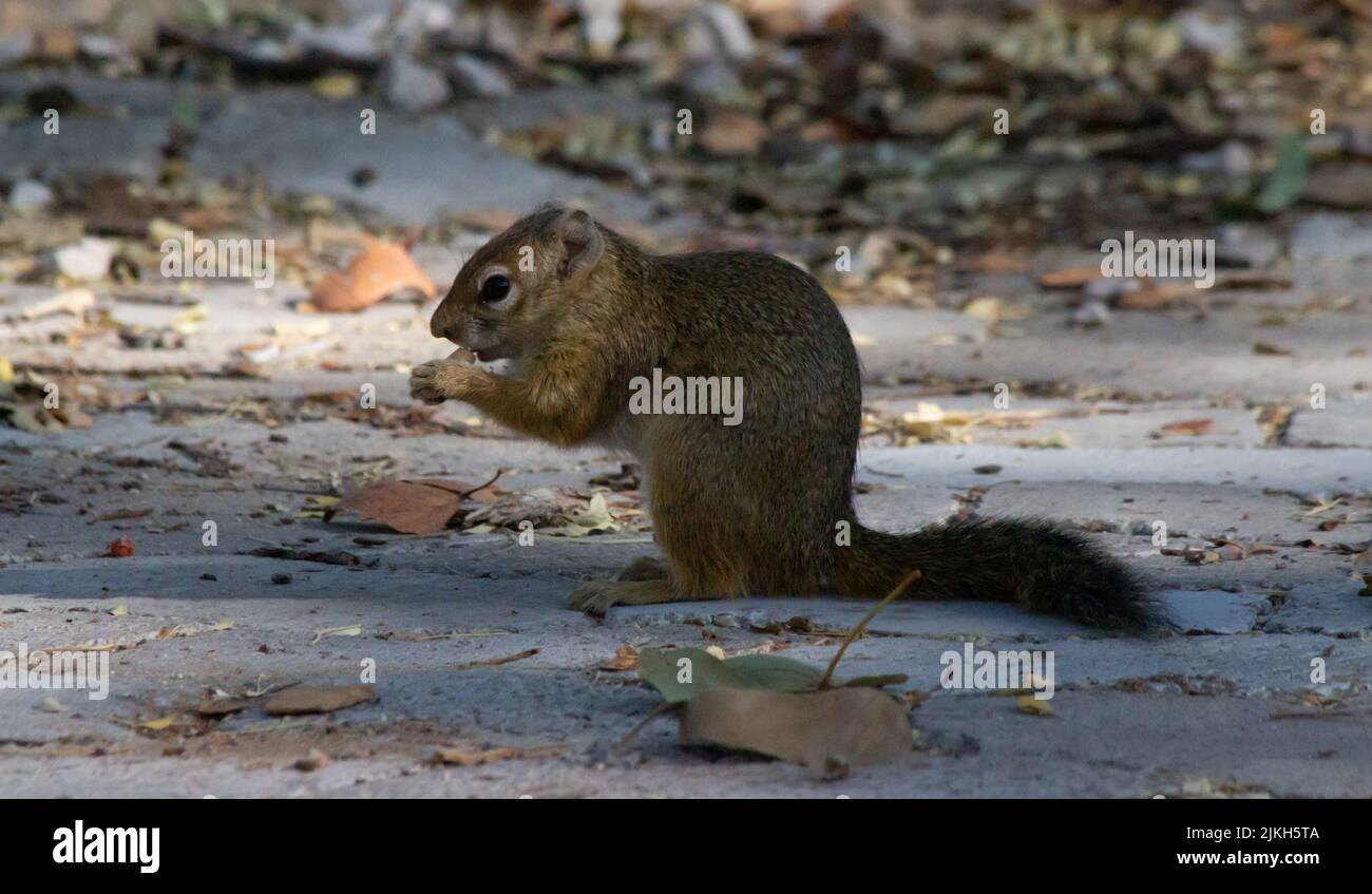 A squirrel eating seed with scattered leaves on the ground Stock Photo