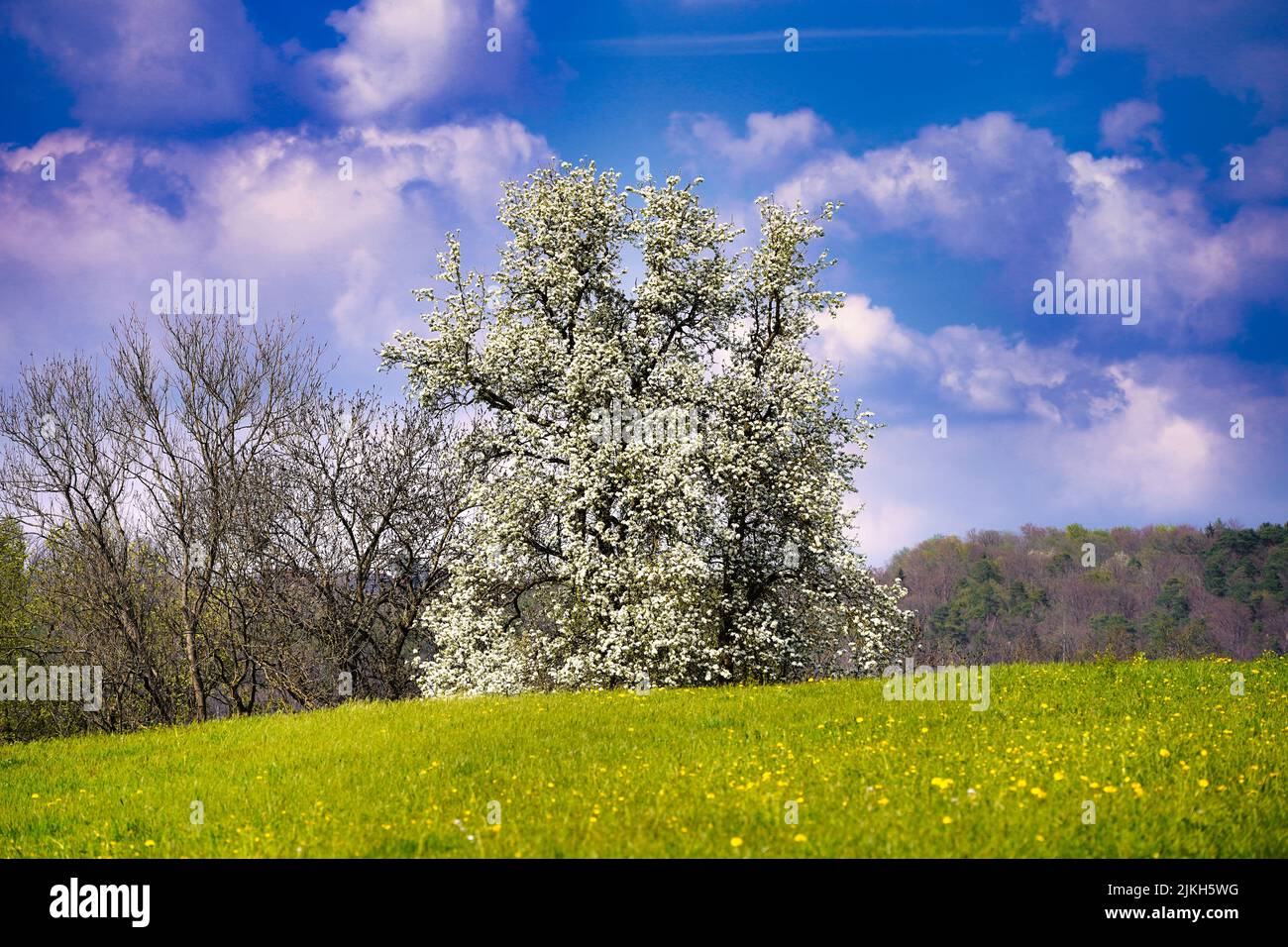 Grass field with trees hi-res stock photography and images - Alamy