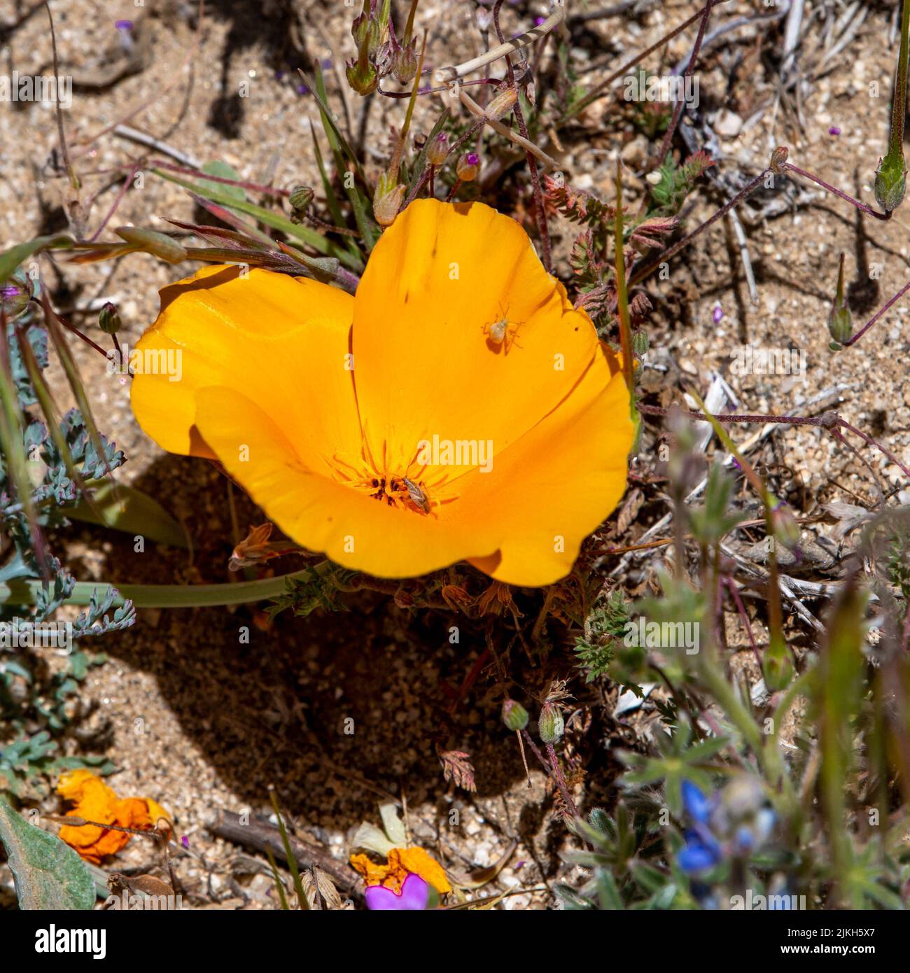 A closeup shot of an orange California poppy flower in a park in sunny weather Stock Photo