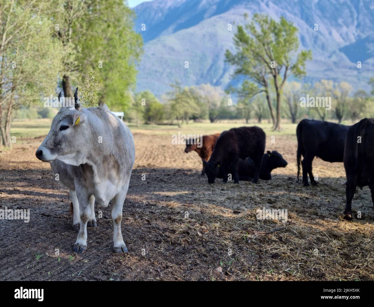Cows grazing on green farm hi-res stock photography and images - Alamy