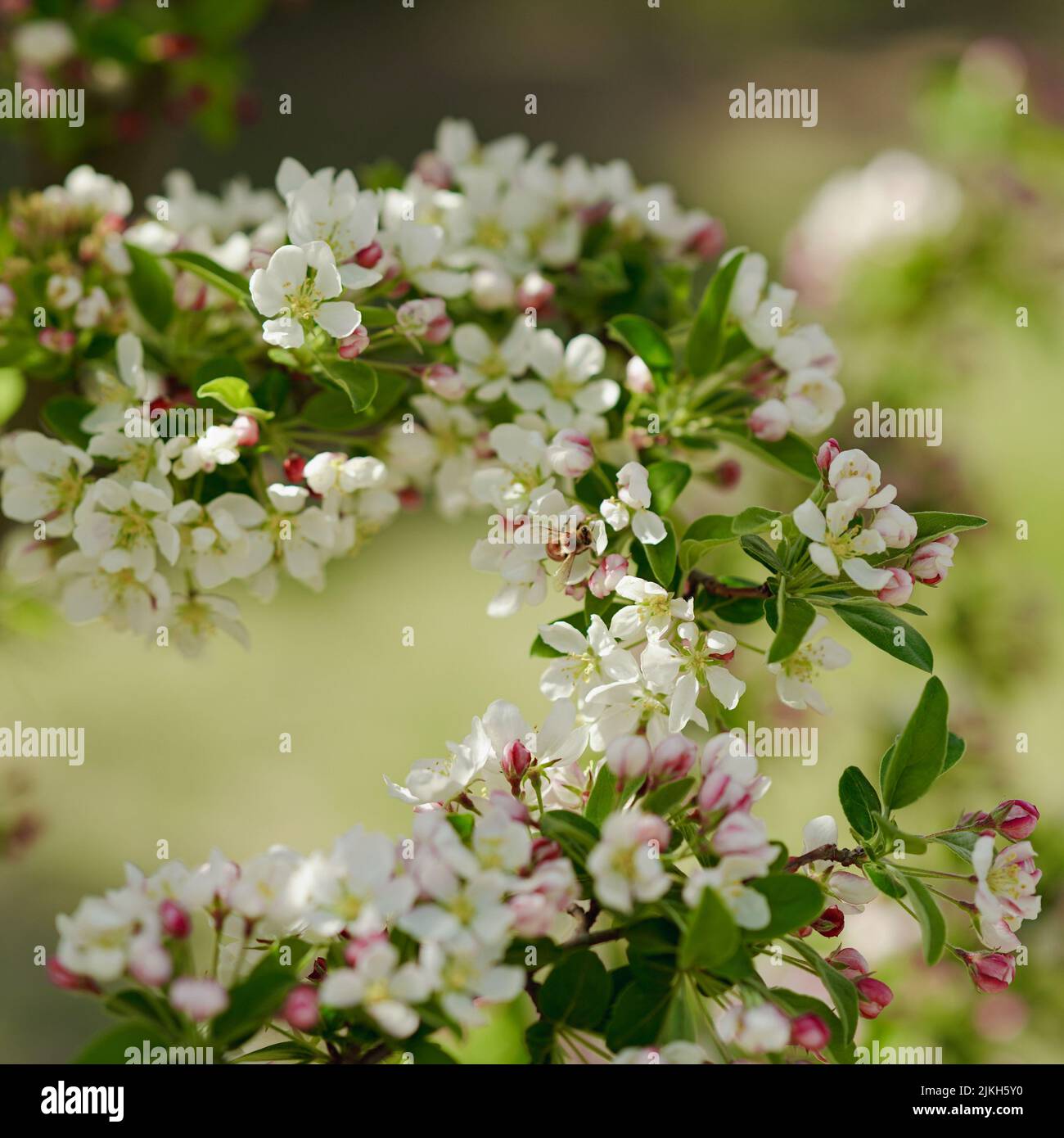 A closeup shot of Begonia flowers of Beijing Botanical Garden Stock Photo