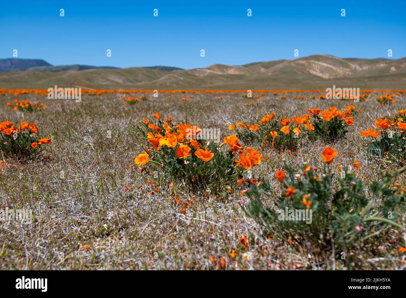 A scenic view of orange California poppy flowers on a field in sunny weather Stock Photo