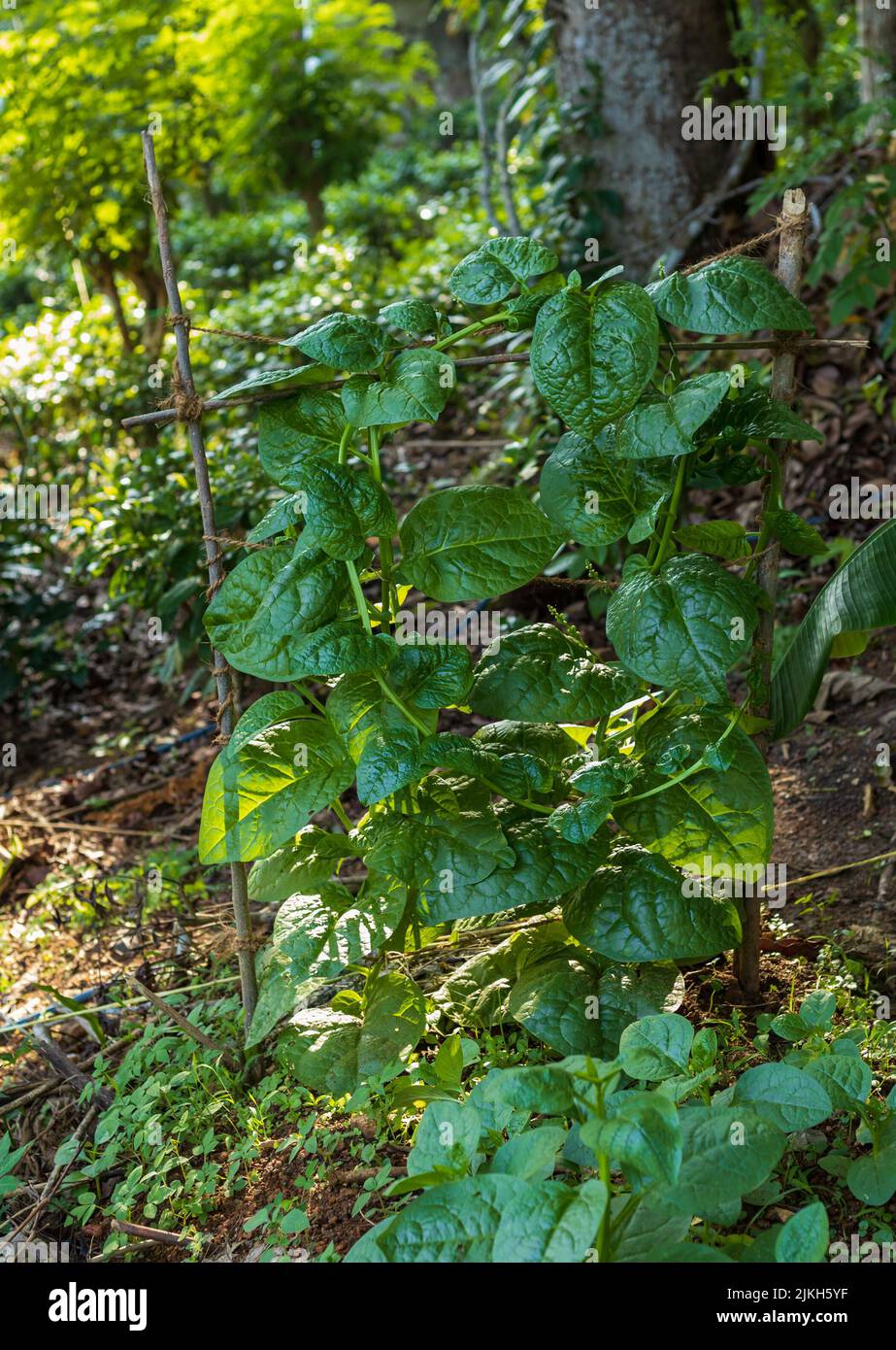 A vertical closeup shot of Malabar spinach vine ready for the harvest