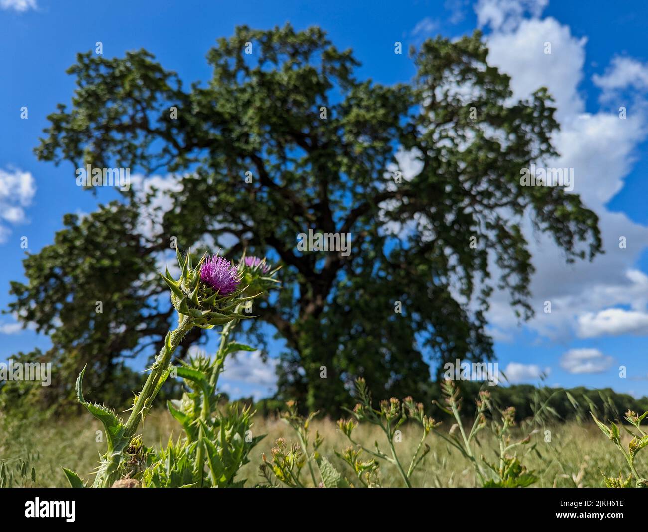 A scenic view of two welted thistle flowers in a rural area in a blurred tree background Stock Photo