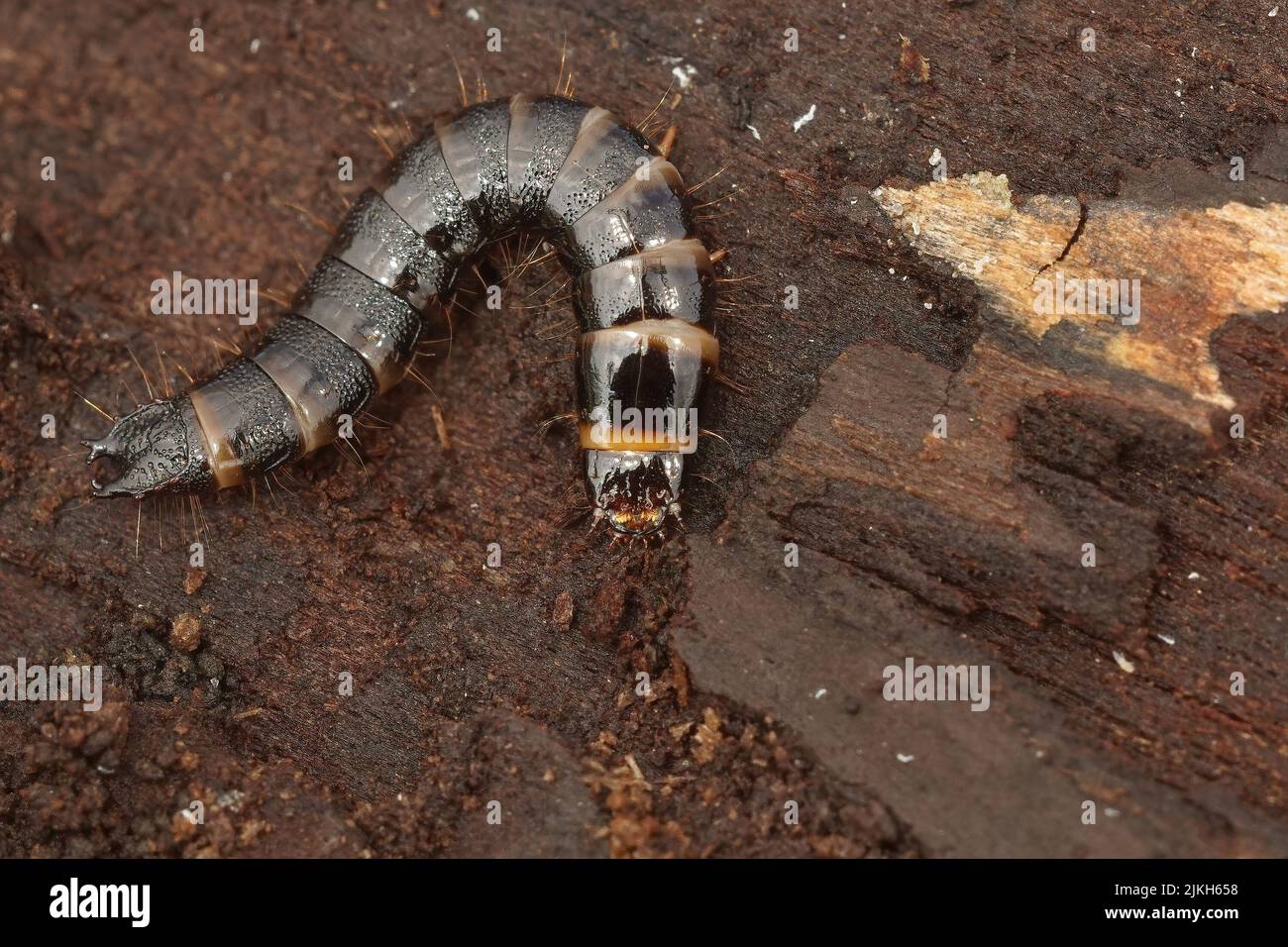 Closeup on the larvae of a clicking beetle Stenagostus rhombeus in the wood of a decaying beech tree in the forest Stock Photo