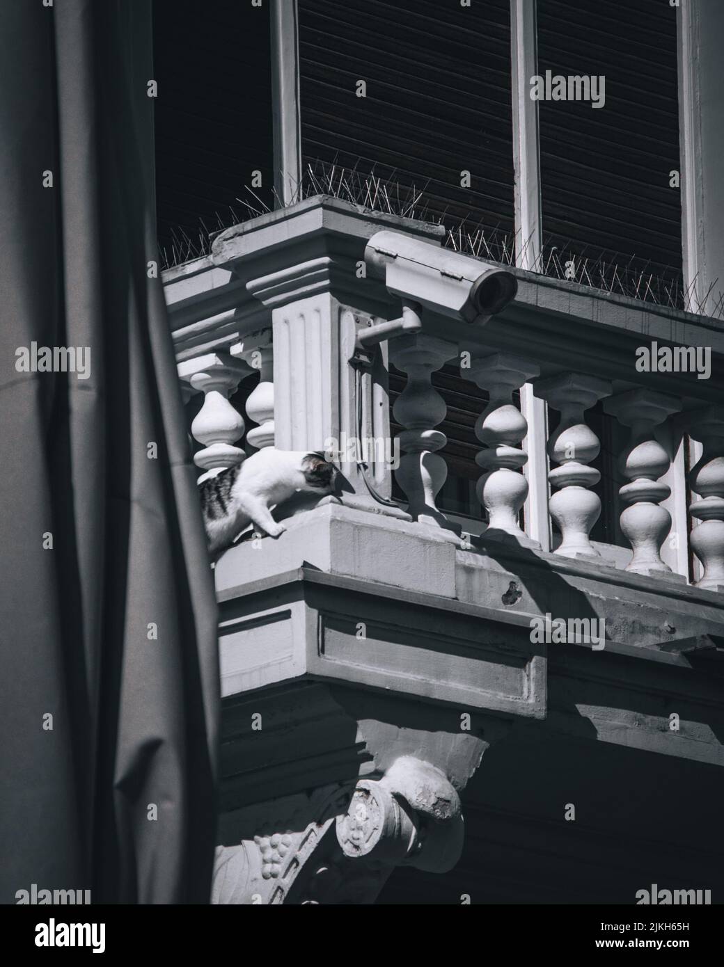 A vertical closeup shot of a cat trying to climb a building balcony in