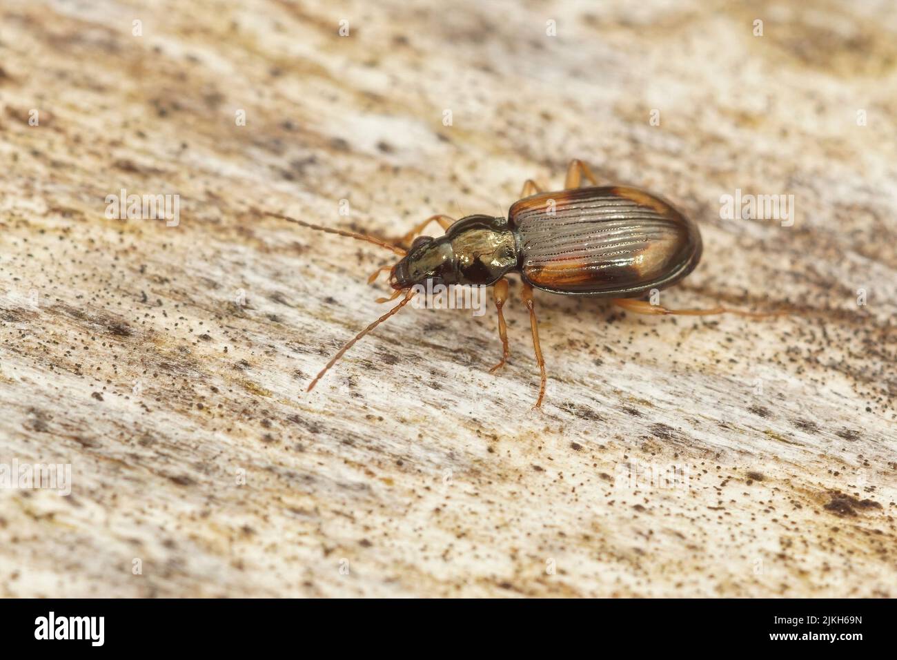 Closeup on a rather small ground beetle, Bembidion tetracolum , sitting on wood in the garden Stock Photo