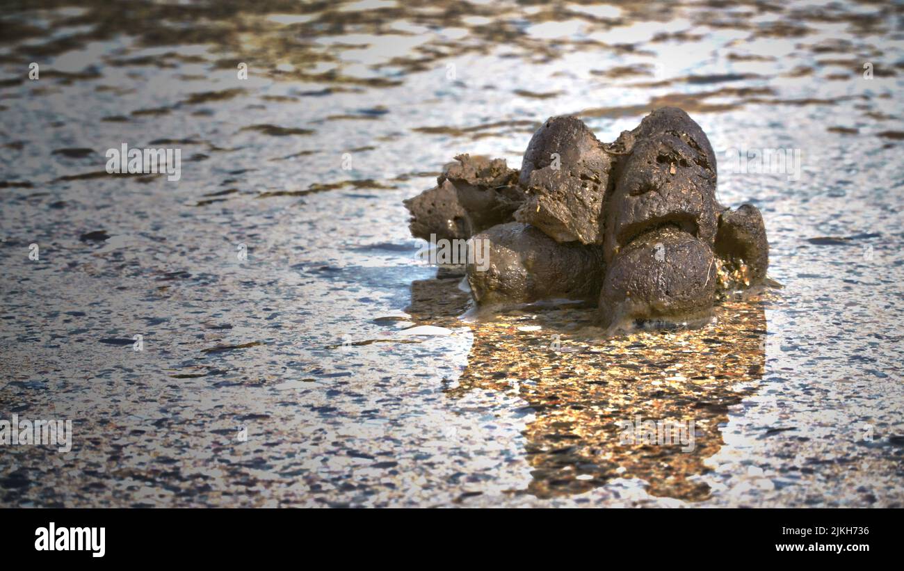 A pile of wet rocks in a puddle of water Stock Photo
