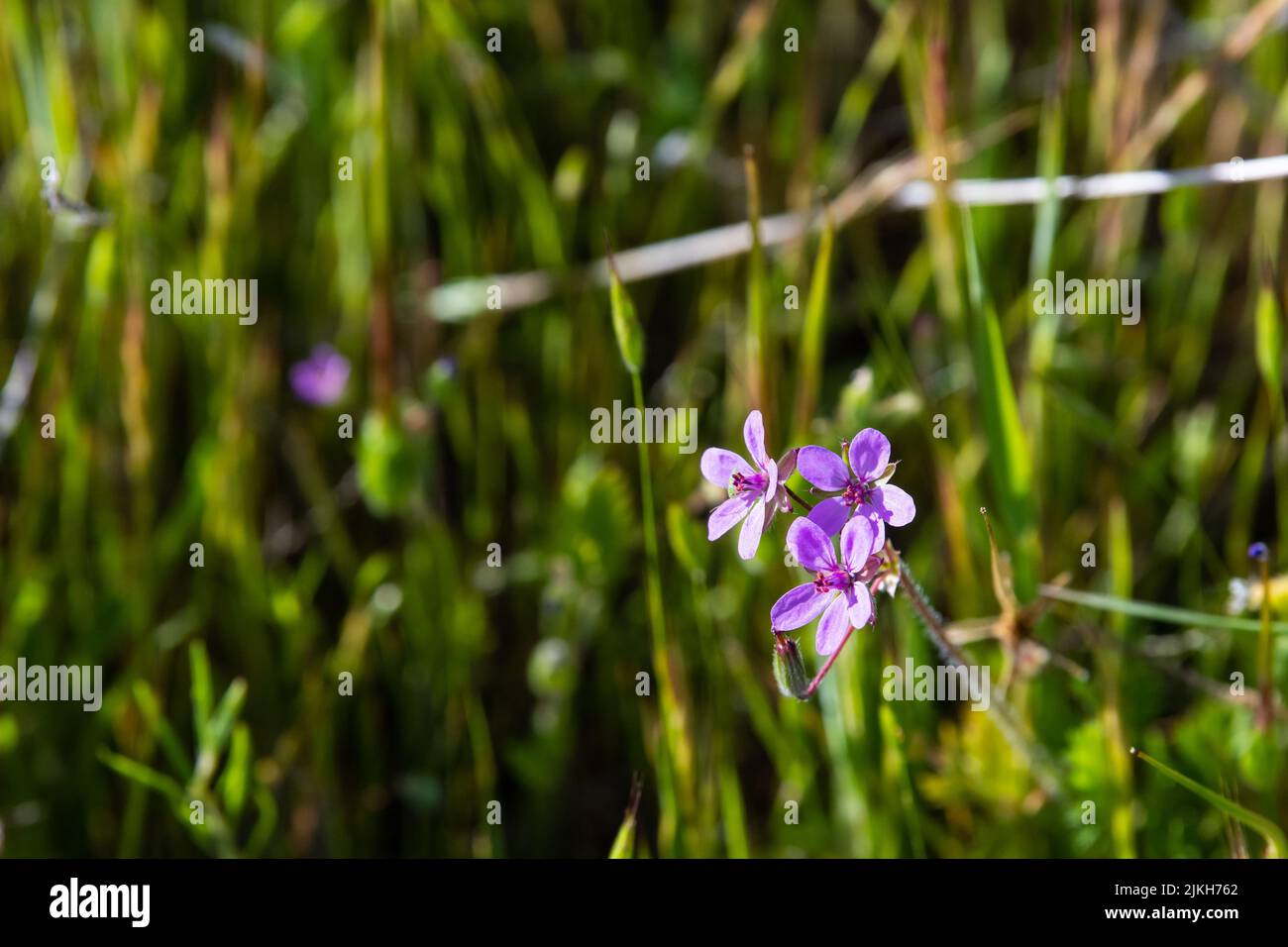 A scenic view of two Erodium cicutarium flowers in a blurred background in California Stock Photo