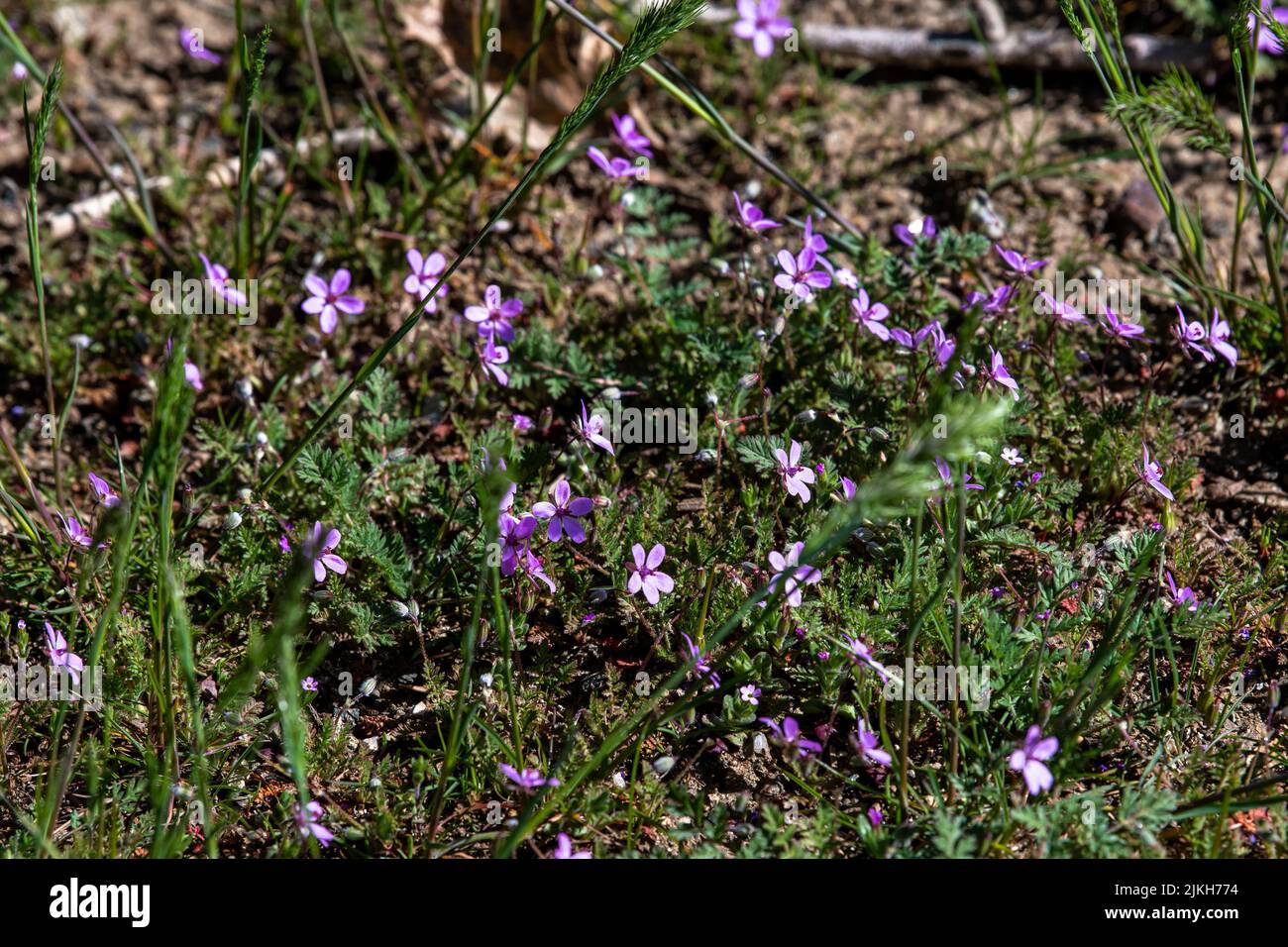 A scenic view of purple Erodium cicutarium flowers in a forest in California Stock Photo