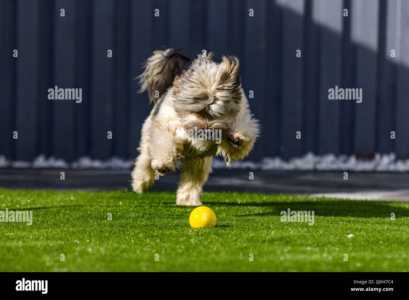 An adorable fluffy dog playing catch with a yellow ball Stock Photo Alamy