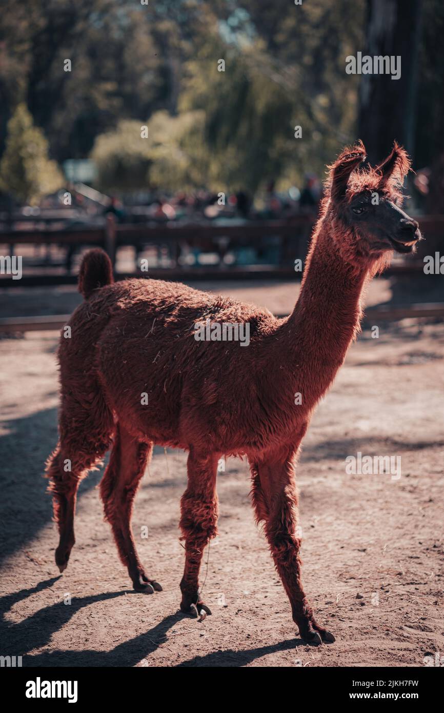 llama hi-res stock photography images - Alamy
