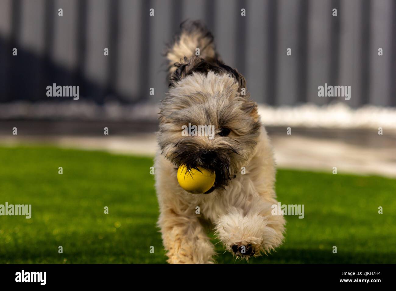 An adorable fluffy dog playing catch with a yellow ball Stock Photo Alamy