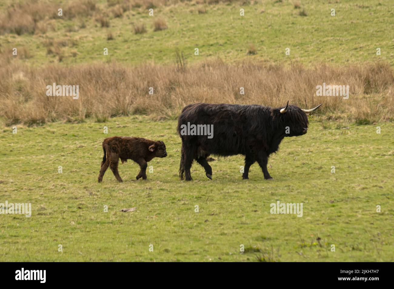 A view of big black highland cow and calf standing in greenery field ...