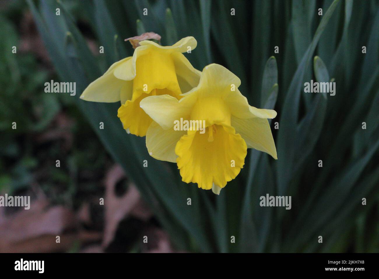 A closeup shot of two blooming yellow daffodils Stock Photo