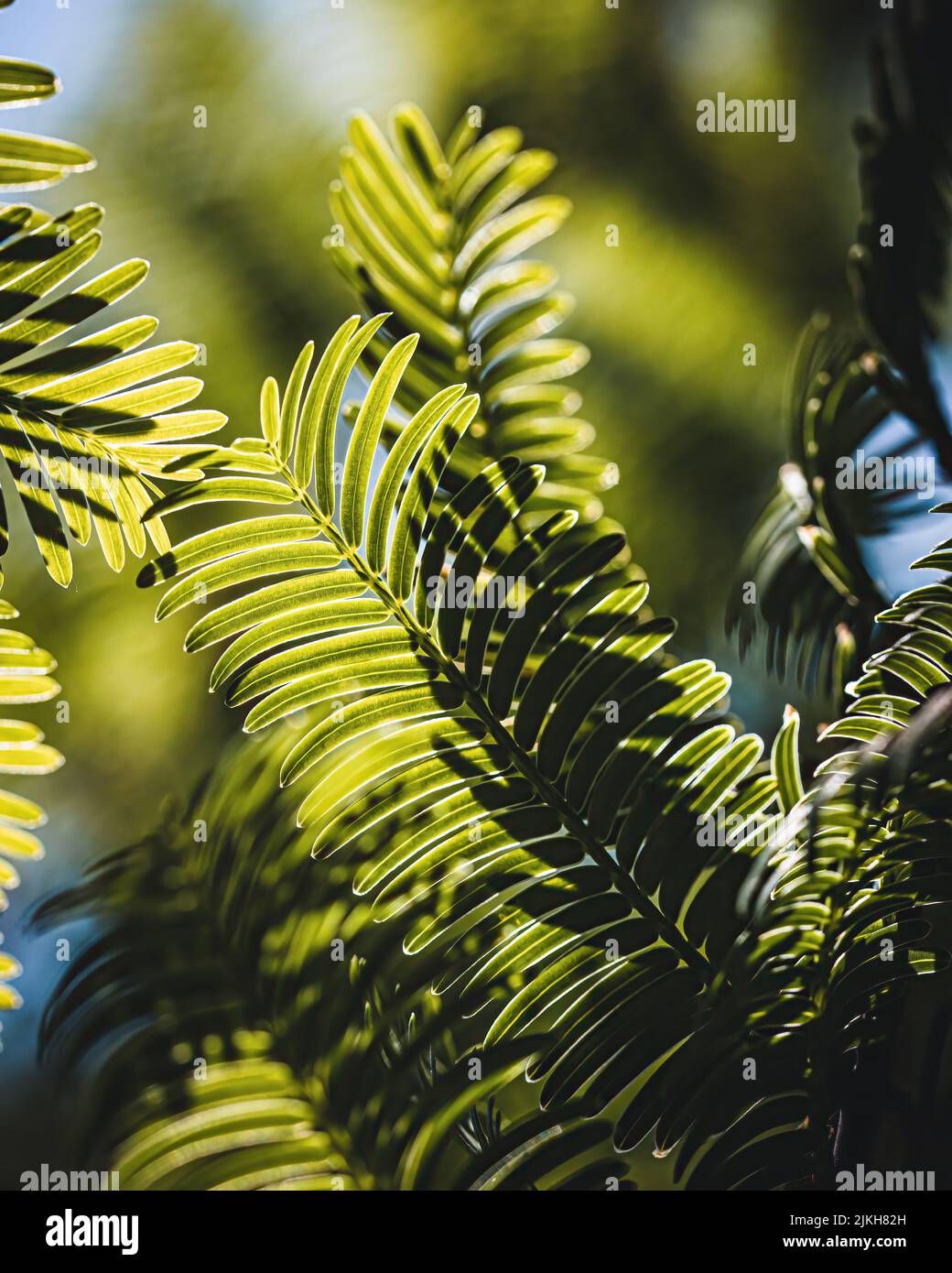 A closeup of fresh green Cephalotaxus harringtonii leaves in the sunlight Stock Photo