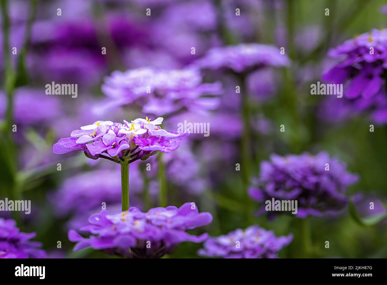 A selective focus shot of purple Iberis umbellata flower in the garden Stock Photo