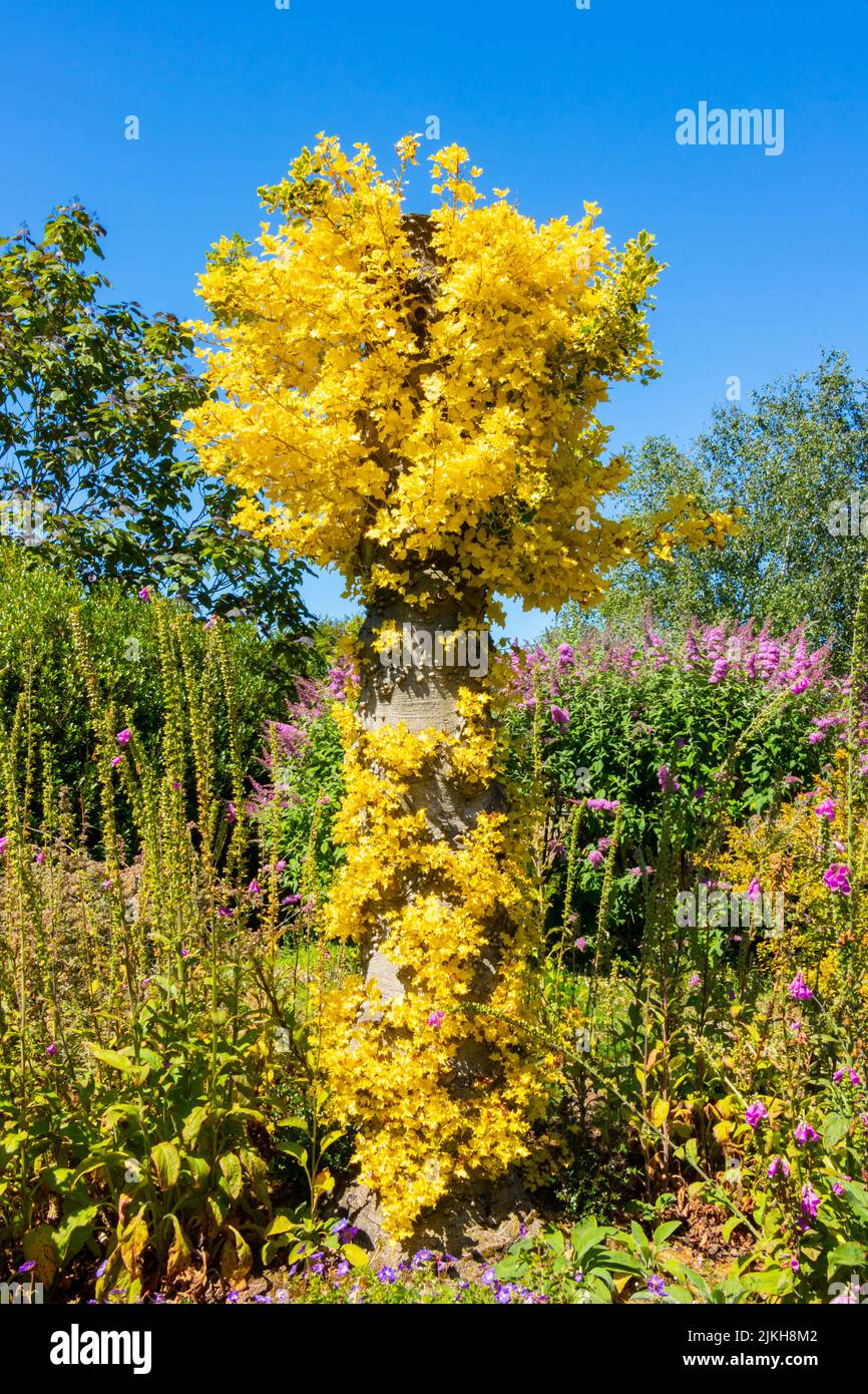 Ginkgo biloba 