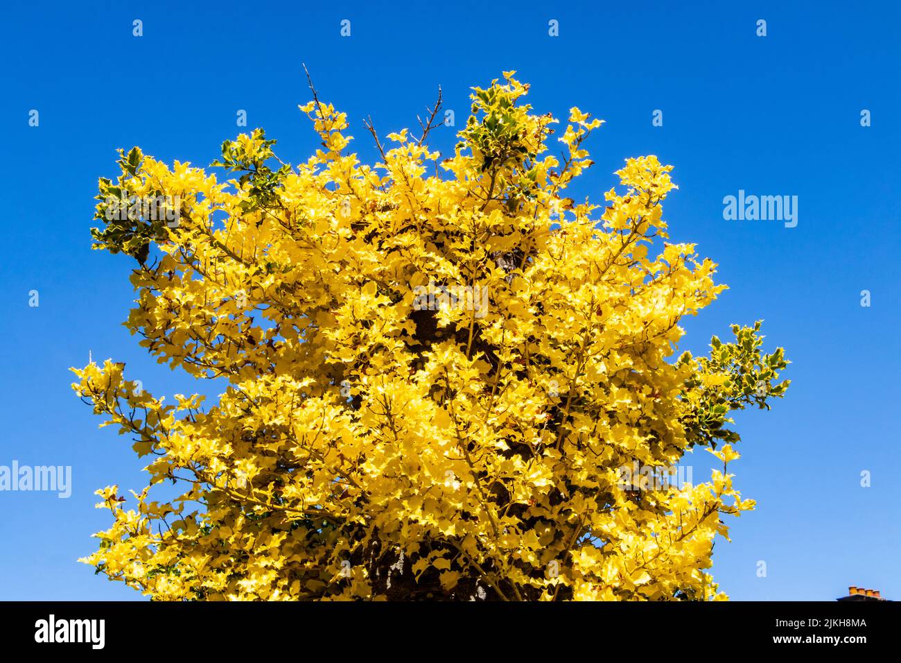 Ginkgo biloba 