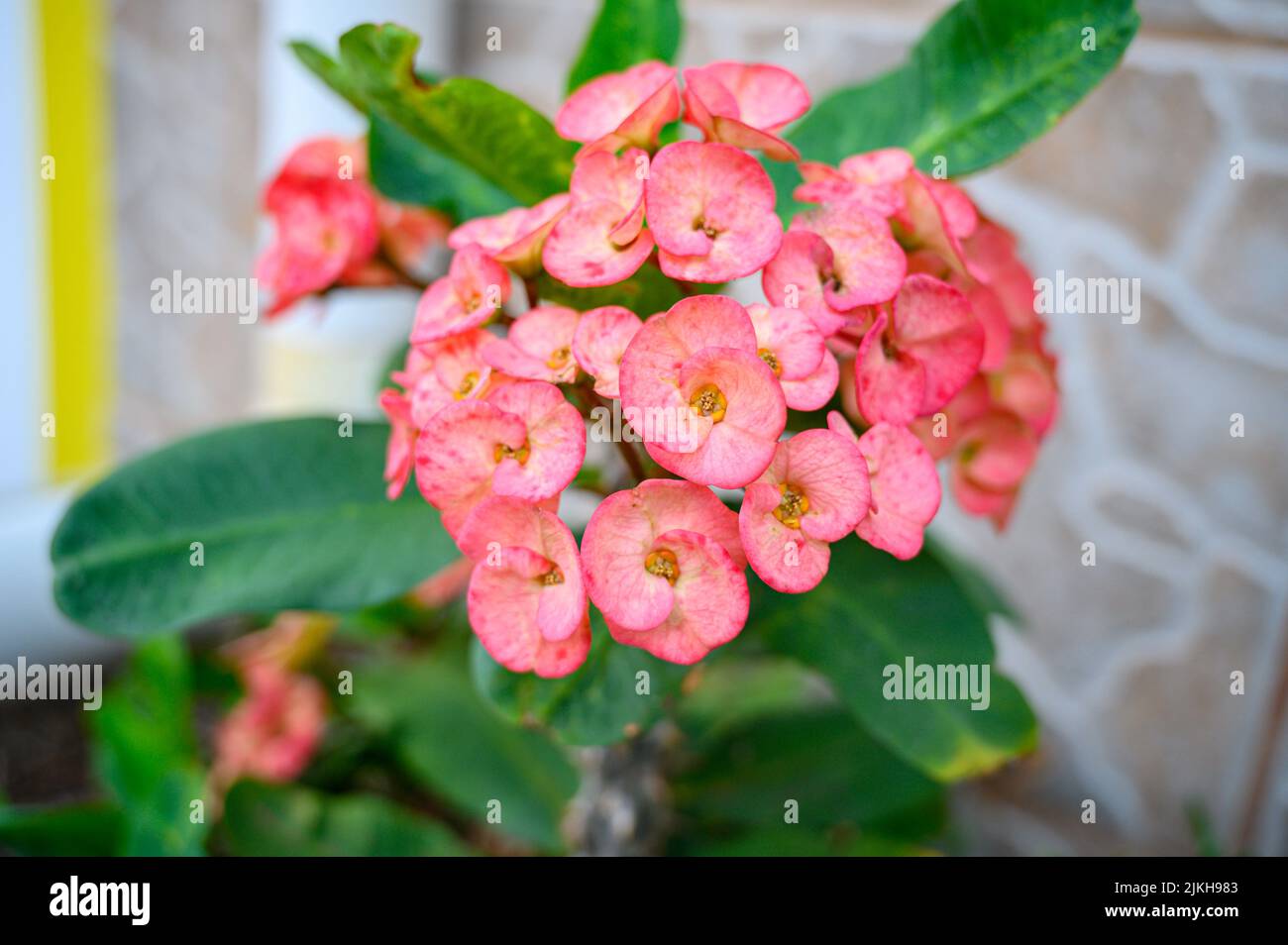 A closeup of pink euphorbia flowers growing with green leaves Stock Photo